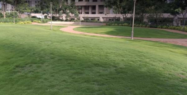  songbirds-phase-d Others