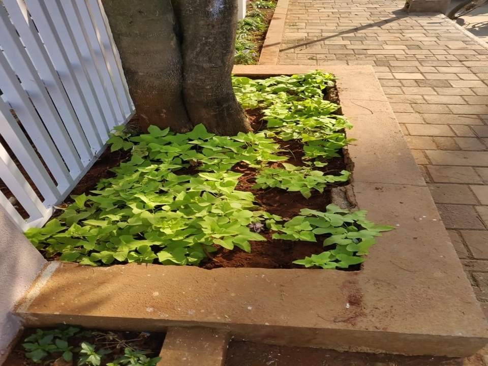  mahavirs natura spacia Others