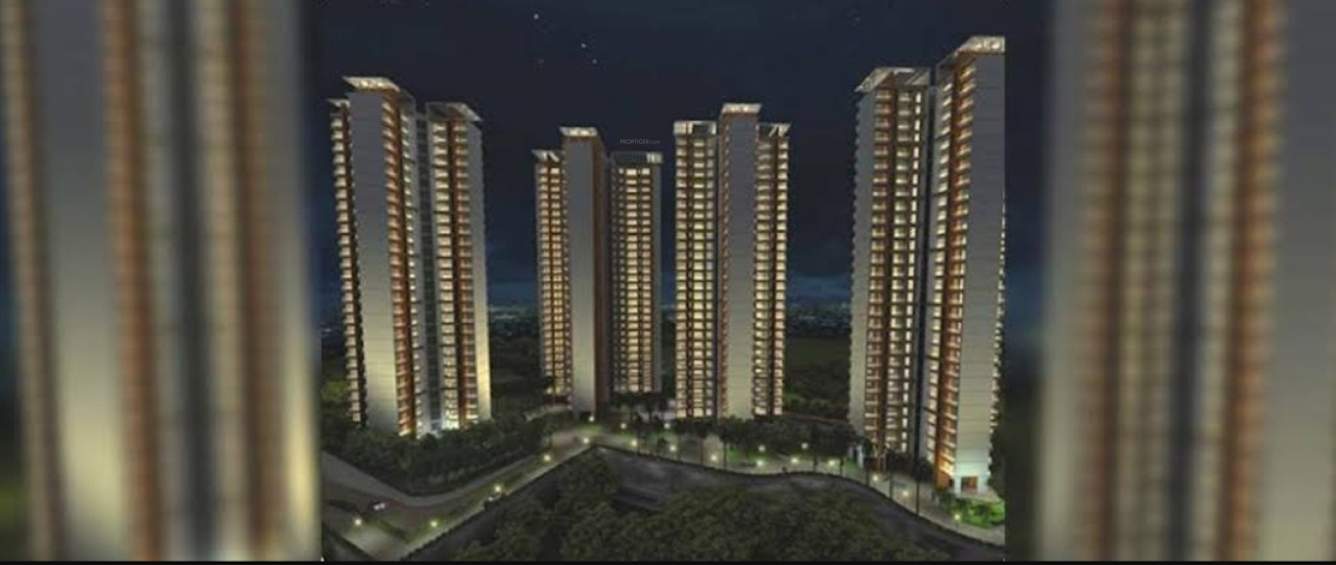  anthurium valentine Elevation