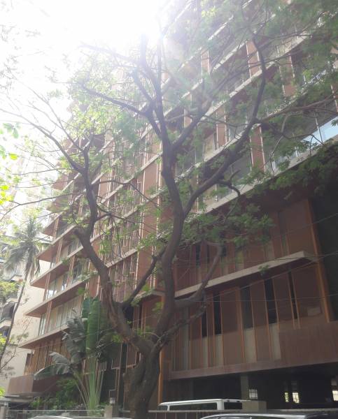 Images for Elevation of SSD Pali Palms