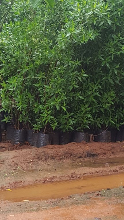 Images for Main Other of Mudra Resorts And Farm Land