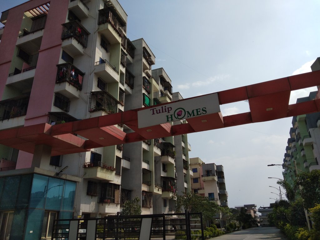  tulip homes Elevation