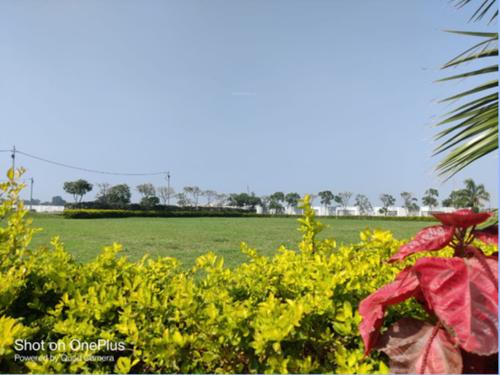 Landscape Garden and Tree Planting infocity-phase-2 Landscape Garden and Tree Planting