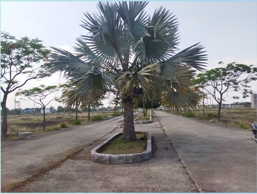  infocity phase 2 Plot