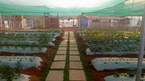 Images for Main Other of Greenland Flora Hills