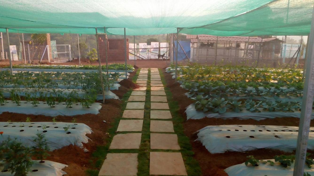 Images for Main Other of Greenland Flora Hills