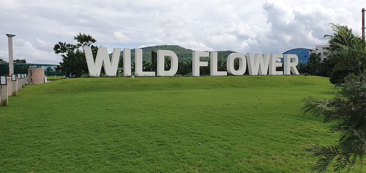  empire wild flower Elevation