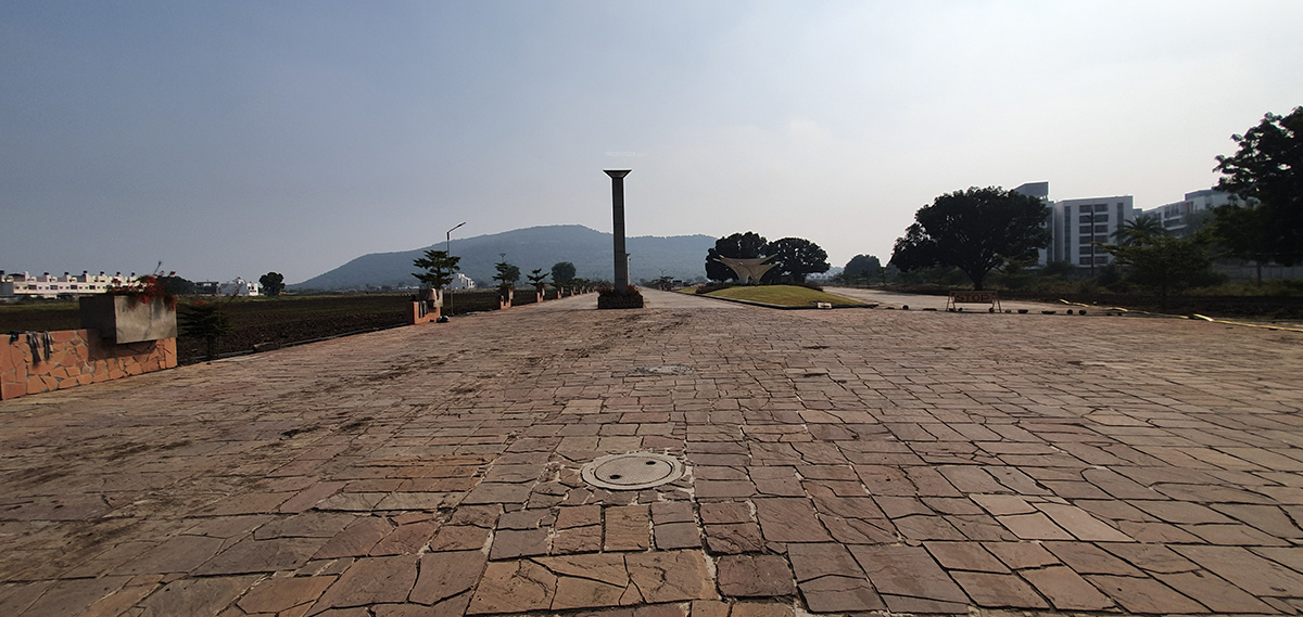  empire wild flower Elevation