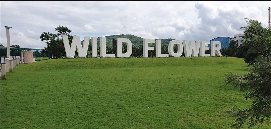  empire wild flower Others