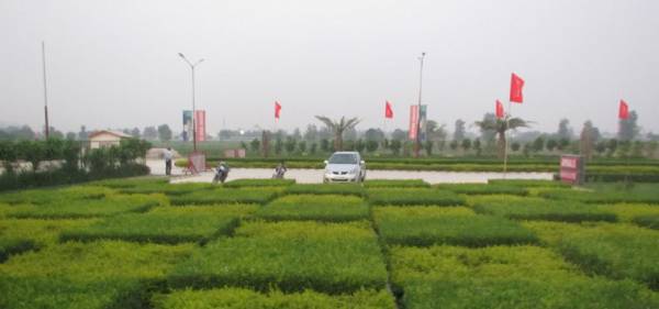  palm-county Car Parking