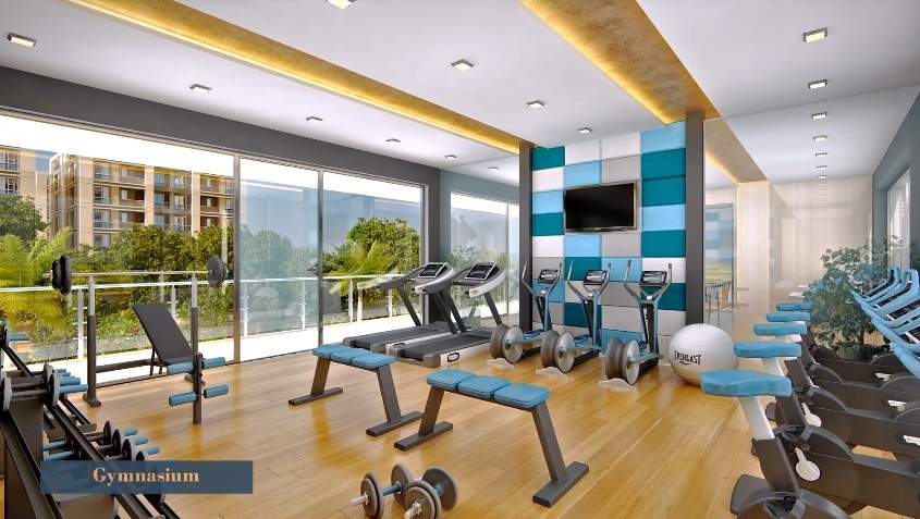 Calisto Orchid Calisto