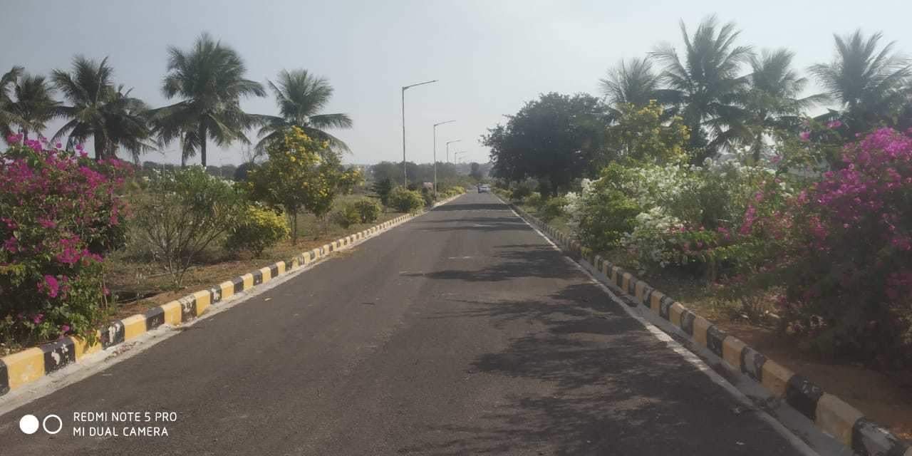  golden breeze Elevation