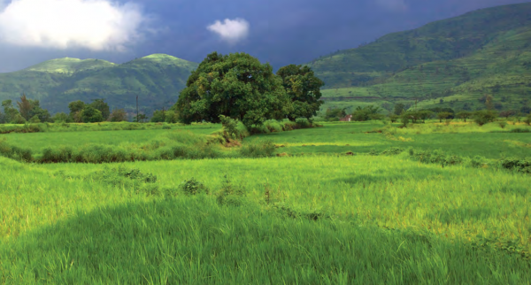 Images for Main Other of Pate Countryside Phase 1