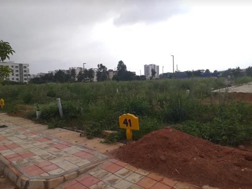  the-green-belt Others