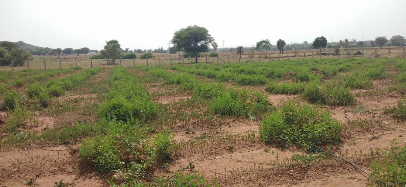 Images for Main Other of Vardhan Prakruthi Vanam