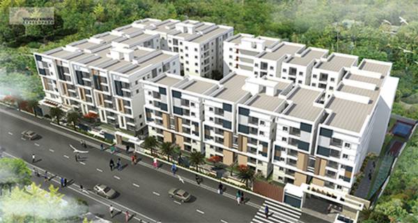  golden-oriole Elevation