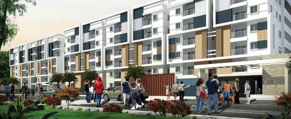  golden-oriole Elevation