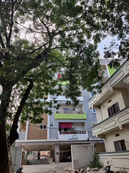  urban-tree Elevation