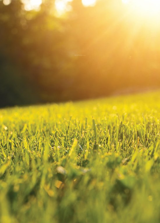 delmar villa Landscaped Gardens