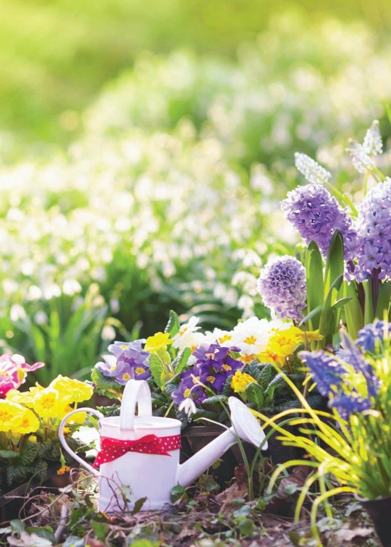 delmar villa Landscaped Gardens