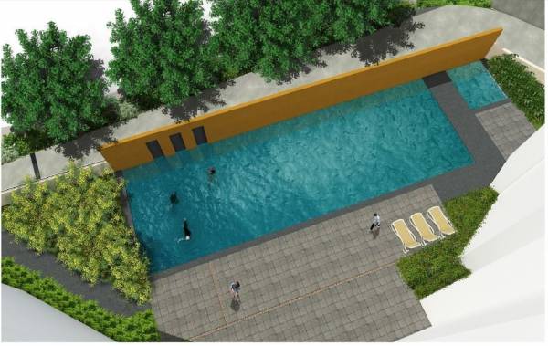 Swimming Pool palmstreak Swimming Pool