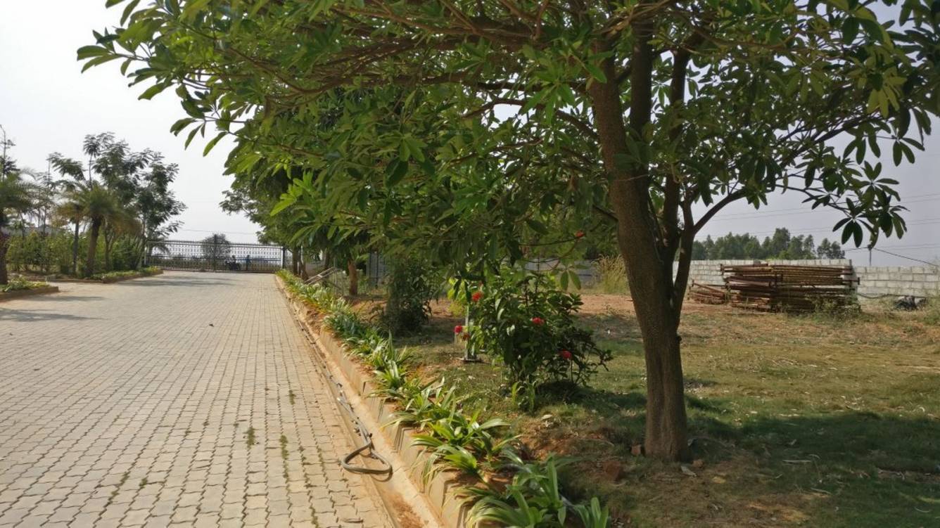 Images for Main Other of Bluejay Aster