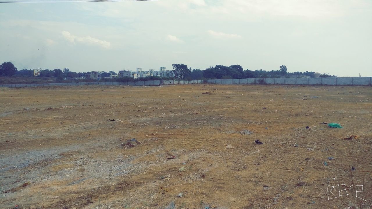 Images for Main Other of Bluejay Aster