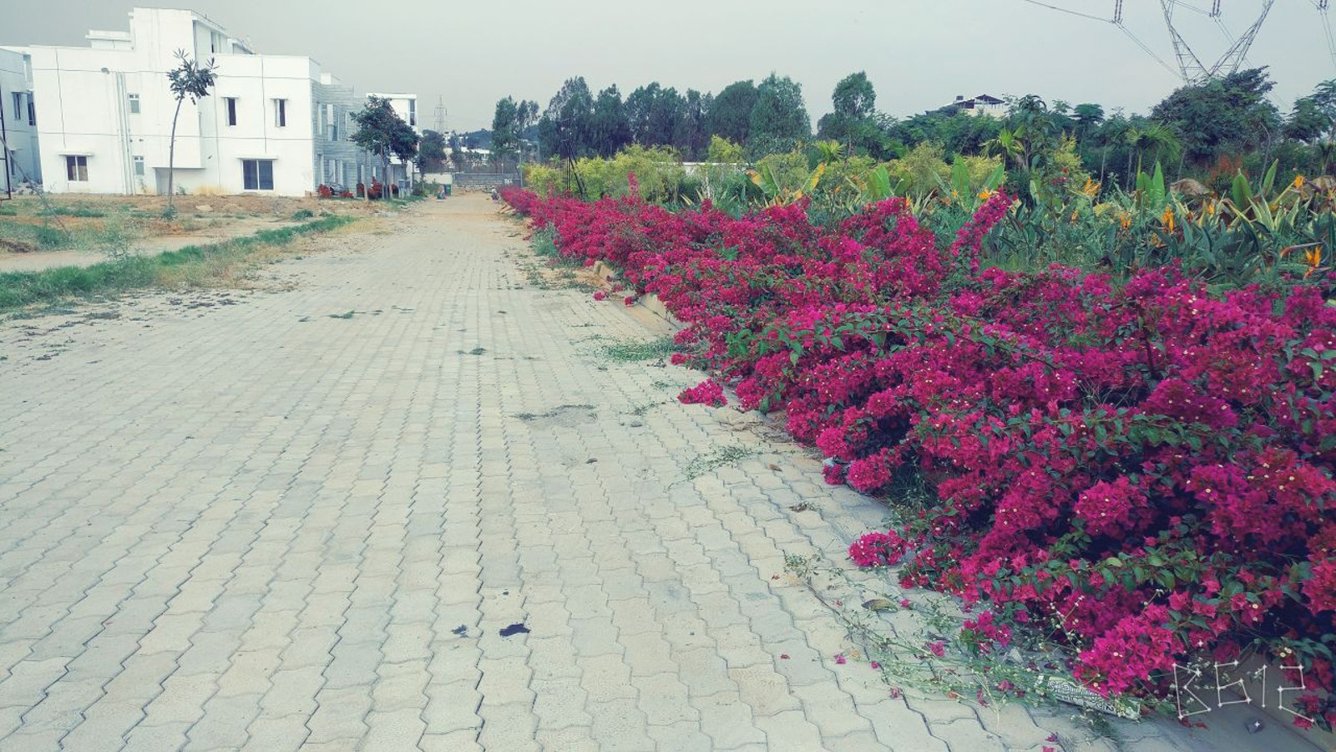 Images for Main Other of Bluejay Aster