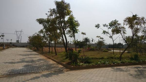 Images for Main Other of Bluejay Aster