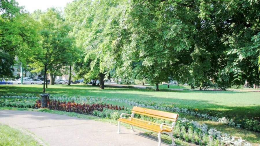  blue bells Landscape Garden and Tree Planting