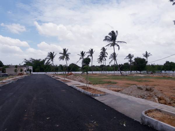  tulips Images for Project