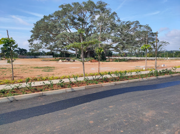  neoliva Images for Project