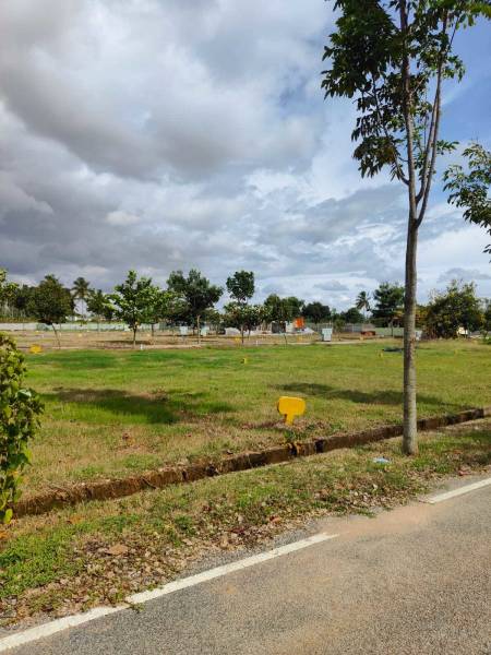 Elevation canterburry-meadows Elevation