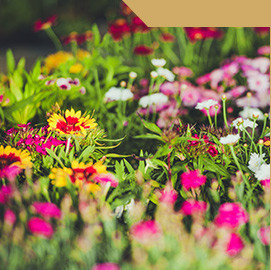  alive-skypark Landscaped Gardens