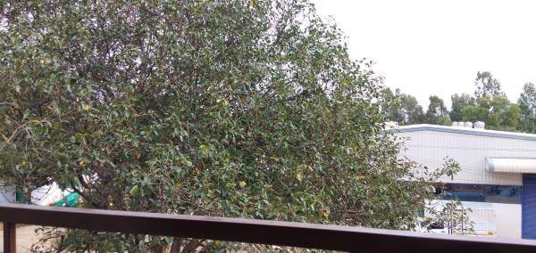  diamond Construction Status Sept-20