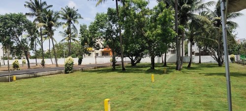  ocean-spring Landscape Garden and Tree Planting