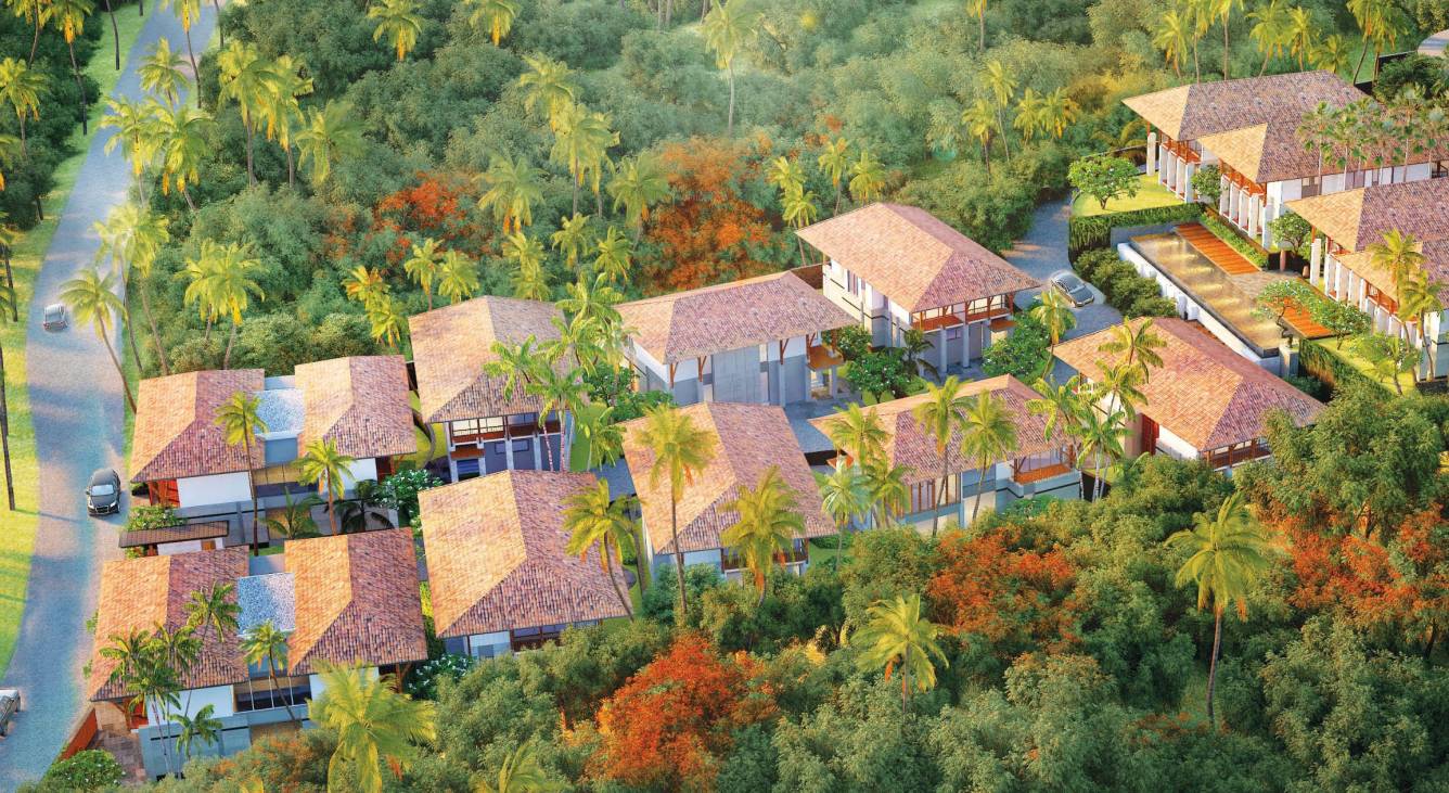 Images for Elevation of Sun Solidago Phase I