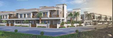 Elevation silver-palm Elevation