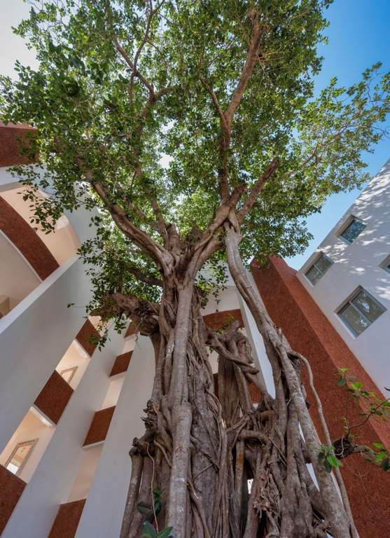  la macedo Landscape Garden and Tree Planting