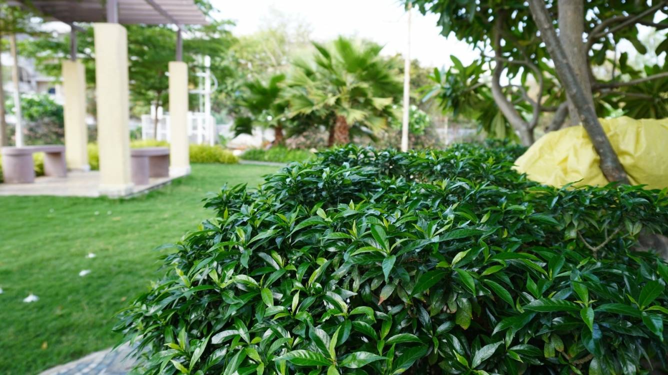  greenville phase 1 Others