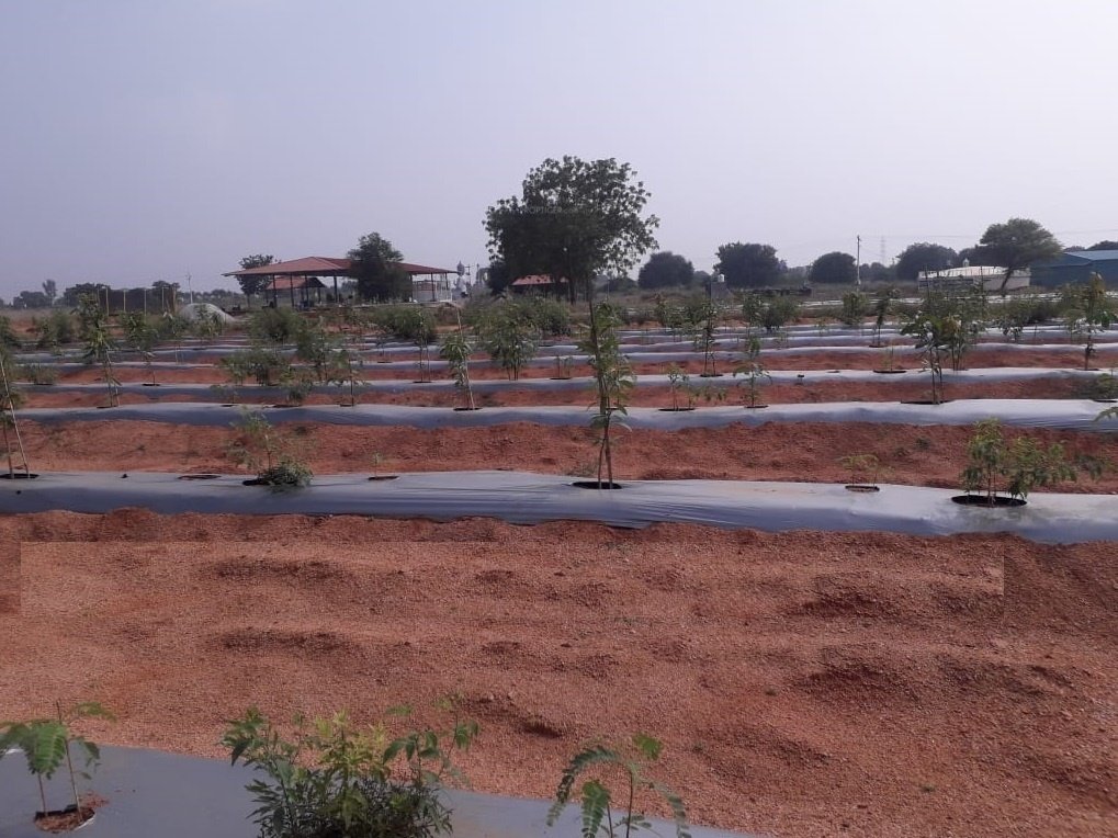  my city go ranch Others