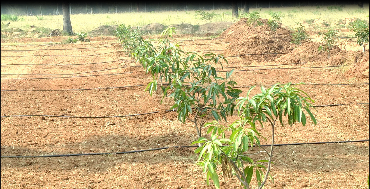  my city go ranch Others