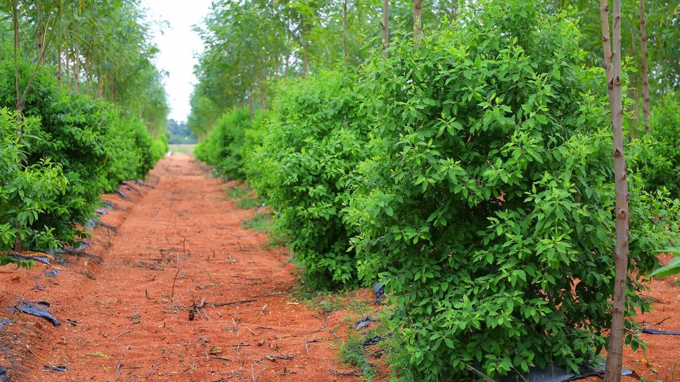  my city go ranch Others