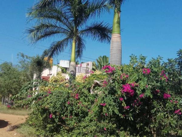 Images for mainOther