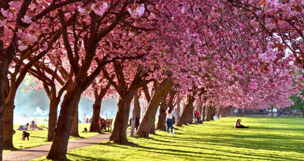  medley avenue Landscape Garden and Tree Planting