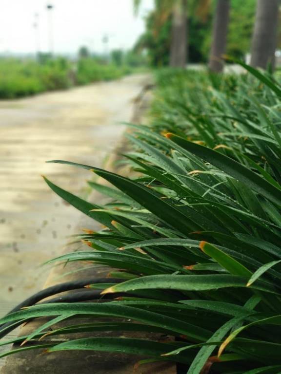 ci estate the park Others