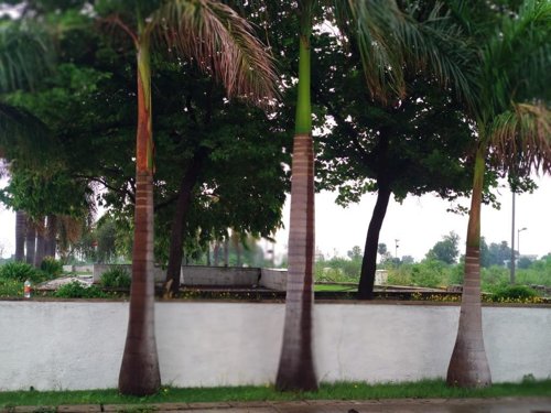  ci-estate-the-park Others