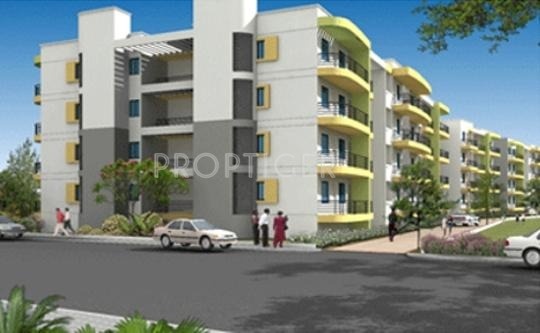 Daadys Olive olive Daadys Olive