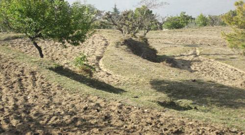  cottage Landscape Garden and Tree Planting