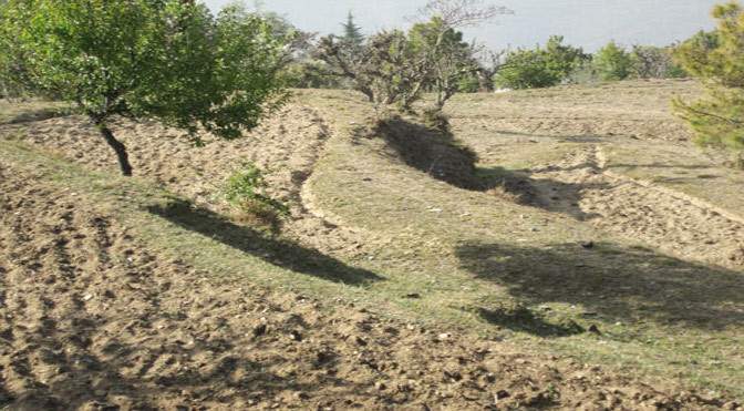 cottage Landscape Garden and Tree Planting
